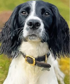Springer Spaniel Paint By Number