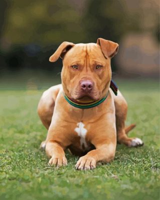 Staffy Dog Paint By Number