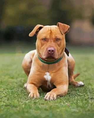 Staffy Dog Paint By Number