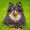 Tan And Black Pomeranian Paint By Number