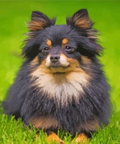 Tan And Black Pomeranian Paint By Number