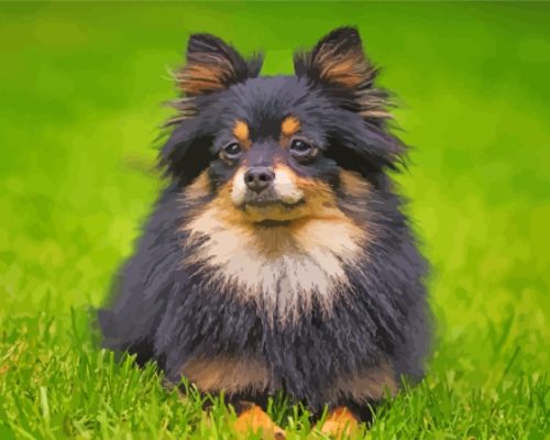 Tan And Black Pomeranian Paint By Numbers
