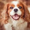 Cavalier King Charles Paint By Numbers
