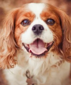 Cavalier King Charles Paint By Numbers