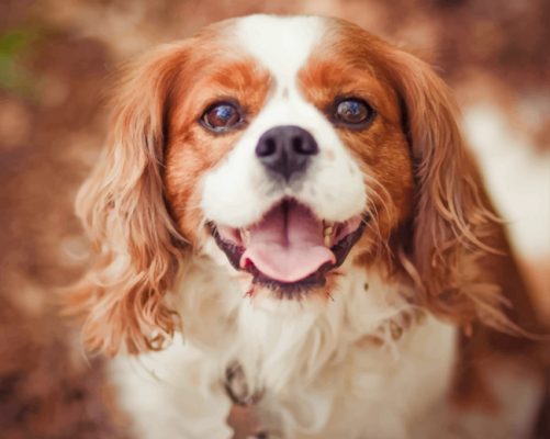 Cavalier King Charles Paint By Numbers