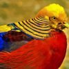 The Golden Pheasant Paint By Numbers