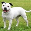 White Staffy Dog Paint By Number