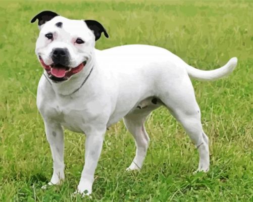 White Staffy Dog Paint By Number