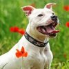 White Staffy Paint By Number