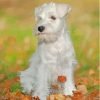 White Miniature Schnauzer Paint By Number