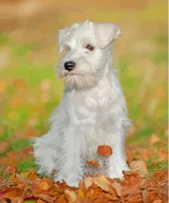 White Miniature Schnauzer Paint By Number