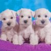 White Miniature Schnauzer Dogs Paint By Number