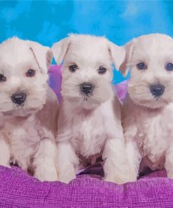 White Miniature Schnauzer Dogs Paint By Number