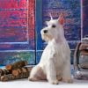 White Miniature Schnauzer Dog Paint By Number