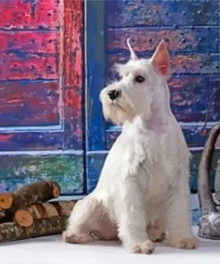 White Miniature Schnauzer Dog Paint By Number