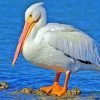 White Pelican Paint By Numbers