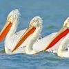 White Pelicans Paint By Numbers