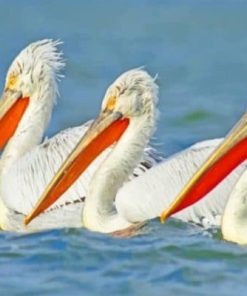 White Pelicans Paint By Numbers