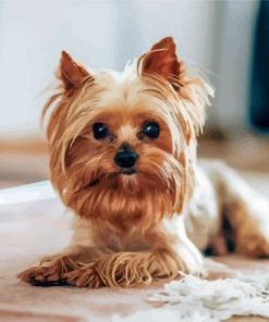Yorkshire Dog Paint By Number
