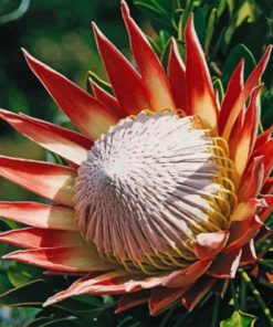 King Protea Paint By Numbers