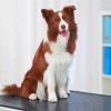 Adorable Brown Border Collie Paint By Number