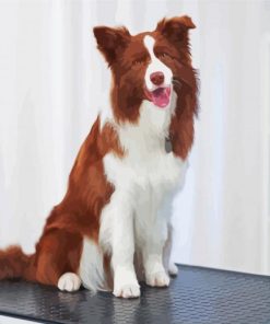 Adorable Brown Border Collie Paint By Number