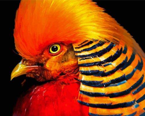 Pheasant Bird Art Paint By Number