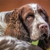 Aesthetic Springer Spaniel Paint By Number
