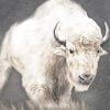 Wild White Bison Paint By Numbers