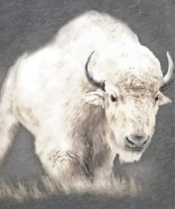 Wild White Bison Paint By Numbers