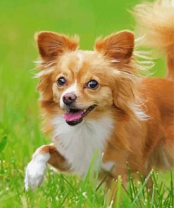 Aesthetic Chihuahua Paint By Number