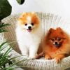 Pomeranian Dogs Paint By Number
