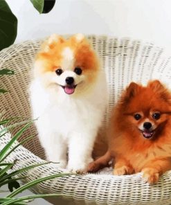 Pomeranian Dogs Paint By Number