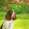 Aesthetic Springer Spaniel Paint By Number