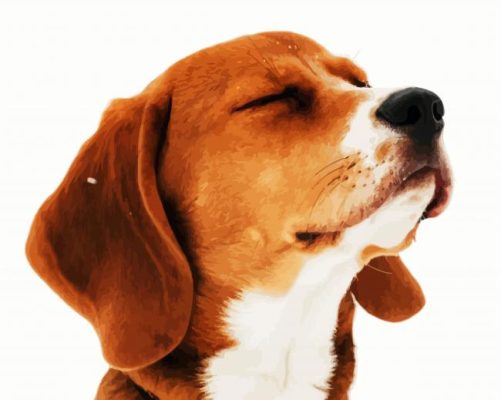 Beagle Dog Head Paint By Number