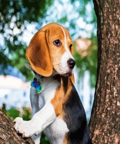Beagle Dog Pet Paint By Number