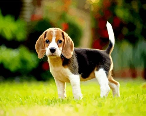 Beagle Dog Puppy Paint By Number