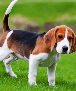 Beagle Puppy Animal Paint By Number