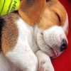 Beagle Puppy Sleeping Paint By Number