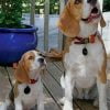 Beagle Dogs Paint By Number