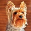 Beige And Brown Yorkshire Terrier Paint By Number