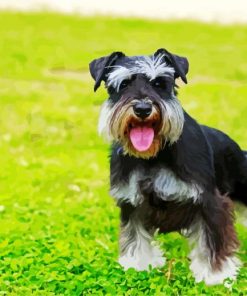 Puppy Schnauzer Paint By Number