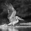Black And White Pelican Paint By Numbers
