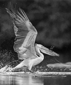 Black And White Pelican Paint By Numbers