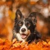 Black Border Collie In Leaves Paint By Number
