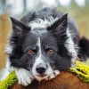Black Border Collie Paint By Number