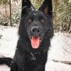Black German Shepherd Paint By Number