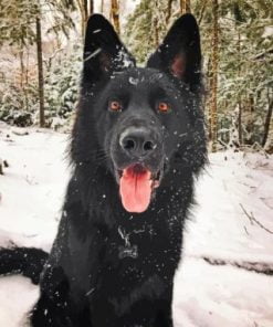 Black German Shepherd Paint By Number