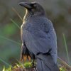 Black Raven Bird Paint By Numbers