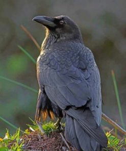 Black Raven Bird Paint By Numbers
